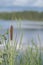 Mature brown cattail on the background of the lake. autumn. blurred background