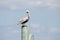 A mature brown pelican perched