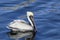 Mature Brown Pelican Swims in Blue Water