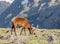 A Mature Buck Deer Eating in a Meadow on a Summer Day in Rocky Mountain National Park