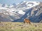 A Mature Buck Deer Eating in a Meadow on a Summer Day in Rocky Mountain National Park