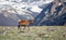 Mature Buck Deer Walking in Meadow on a Summer Day in Rocky Mountain National Park