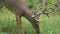 Mature buck feeding in a forest