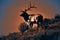 Mature Bull Elk in setting sun