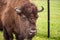 Mature bull with large horns grazing in a lush grassy field.