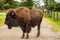 Mature bull with large horns grazing in a lush grassy field.