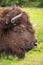 Mature bull with large horns grazing in a lush grassy field.