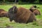 Mature bull with large horns grazing in a lush grassy field.