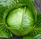 Mature cabbage in the garden.