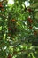 Mature Calamondin Orange trees filled with bunches of oranges ripening on their branches