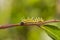 Mature caterpillar of colour segeant butterfly before transform