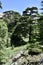 Mature Cedar Trees at Cedars of God, Portrait