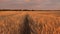 Mature cereal harvest against sky. ears of wheat shakes wind. huge yellow wheat floor in idyllic nature in golden rays