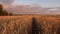 Mature cereal harvest against sky. ears of wheat shakes wind. huge yellow wheat floor in idyllic nature in golden rays