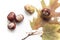 Mature chestnuts and autumn leaves isolated on white background, close up
