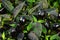 Mature chili peppers Capsicum Annuum varieta Black Pearl growing in greenhouse