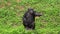 Mature chimpanzee perches enjoy on grass