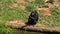 Mature chimpanzee perches enjoy on grass