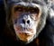 Mature Chimpanzee in the zoo