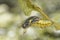 Mature Chrysali & x28; pupa & x29; of banded swallowtail butterfly & x28;Papili