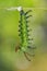 Mature Clipper Parthenos sylvia caterpillar prepares itself for pupation