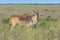 Mature Common Eland Buck