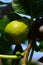 Mature common fig fruit ficus carica and fig buds on a branch of a fig tree