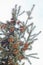 Mature cone on Branch of blue fir-tree blue, green, white, Colorado blue spruce, Picea pungens covered with hoarfrost. New Year\'s