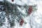 Mature cone on Branch of blue fir-tree blue, green, white, Colorado blue spruce, Picea pungens covered with hoarfrost. New Year\'s