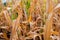 Mature corn among dry corn fields represents the culmination of hard work and nature\\\'s ability to thrive even in challenging