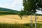 The mature cornfield and trees