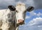 Mature cow head, black and white looking soft curious, pink nose, in front of  a blue clouded sky