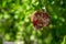 Mature cracked pomegranate on the tree