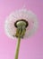 Mature dandelion flower