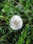 a mature dandelion in the grass