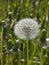 Mature dandelion in grass