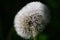 Mature dandelion shrouded by dew