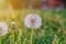 mature dandelion. Spring background. Green grass.