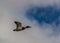 Mature drake mallard in flight against a cloudy sky with patches of blue sky.