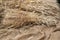 Mature ears of wheat on jute fabric