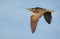 Mature Eurasian bittern flies with fully spreaded wings from above and stretched legs