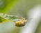 Mature Eurasian Green shield bug Palomena prasina hanging upside down on a green leaf