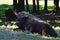 Mature European Bison, latin name Bison Bonasus, also known as Wisent or Zubor, liyng on grass in front of tree lane, looking forw