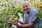 Mature farmer or gardener in the greenhouse checking his tomato quality