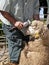 Mature farmer shearing sheep with clipper