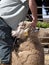 Mature farmer shearing sheep with clipper