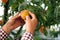 Mature farmer in uniform cultivating organic fresh peaches at private garden. Senior man in summer cap working at green