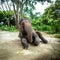 Mature female elephant sits on the ground