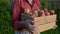 Mature female farmer holding wooden box with harvest of freshly picked organic apples. Healthy vegetarian food. Harvesting in orch