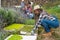 Mature female farmers preparing seedlings in vegetables garden